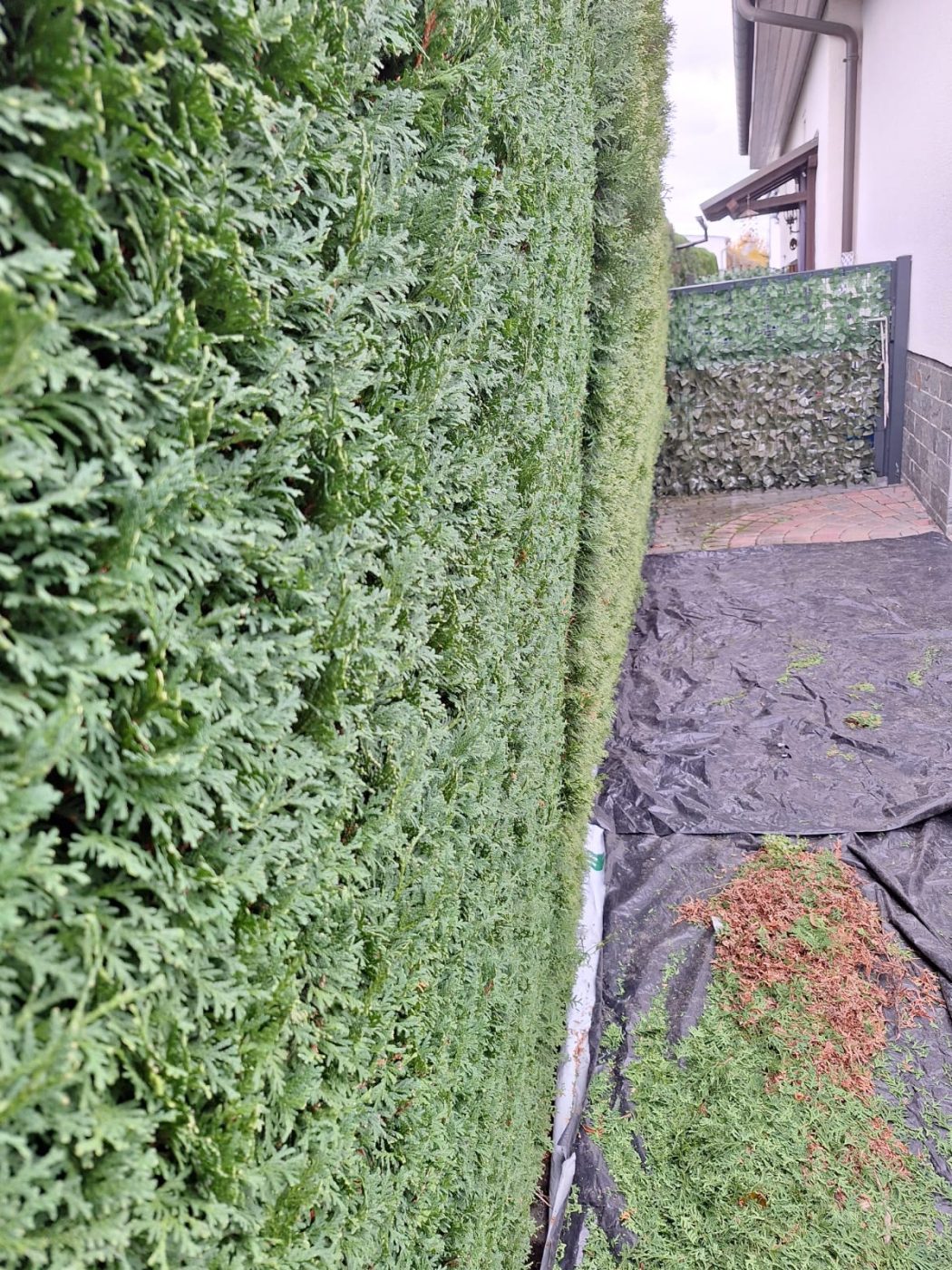 Frisch geschnittene Thuja-Hecke